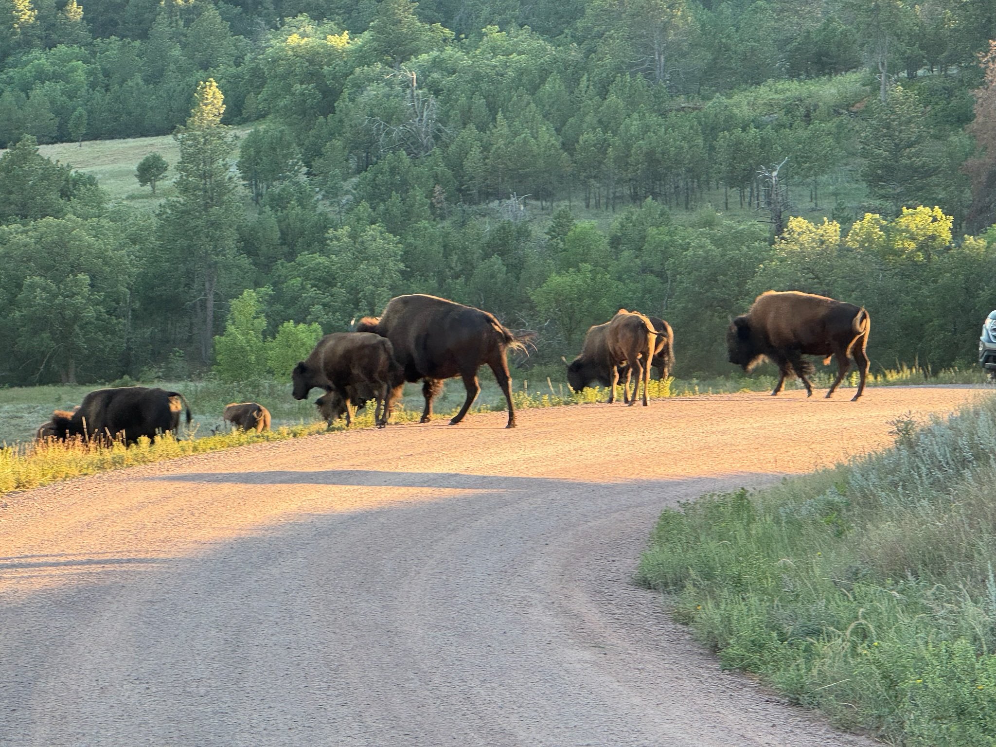 Bison crossing the road