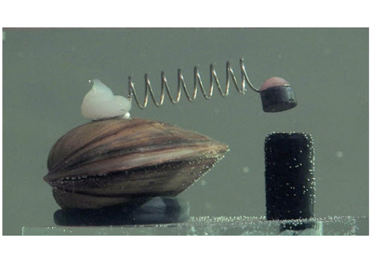 Illustration for fact 515